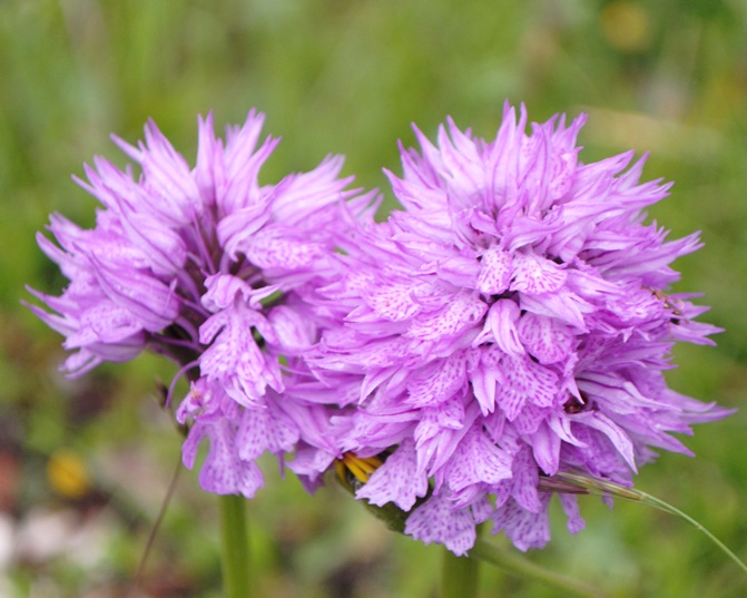 Neotinea tridentata
