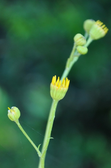 Nella macchia mediterranea - Senecio cfr. erraticus