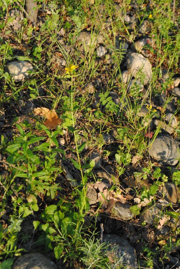 Hypericum perfoliatum