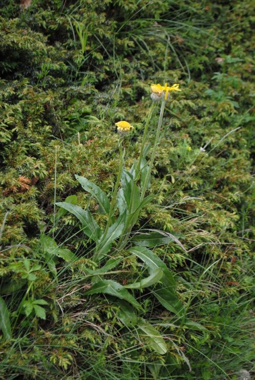Senecio doronicum