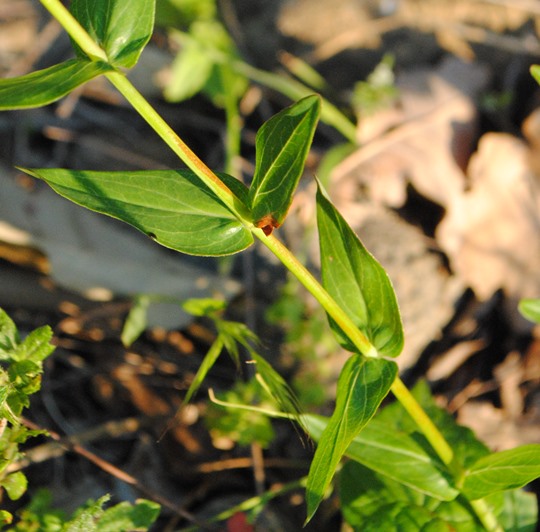 Hypericum perfoliatum