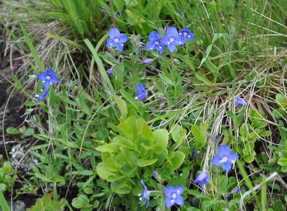 Veronica fruticans / Veronica fruticosa