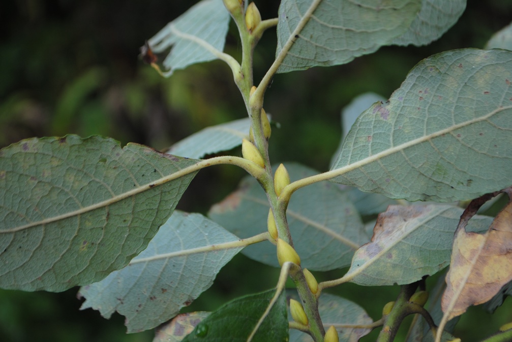 Salix caprea / Salice delle capre