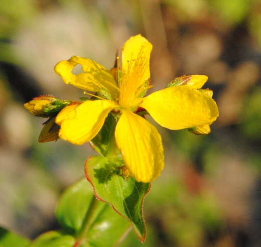 Hypericum perfoliatum