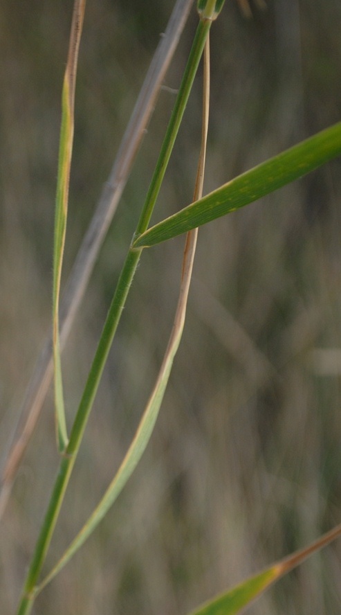 Canna palustre - cfr. Phragmites australis