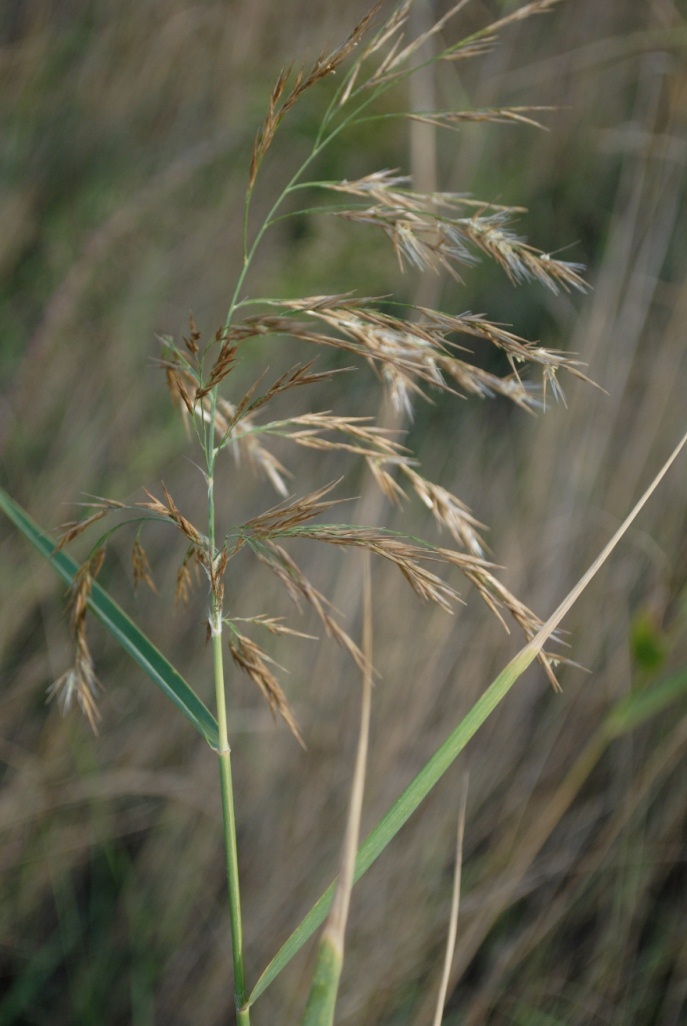 Canna palustre - cfr. Phragmites australis