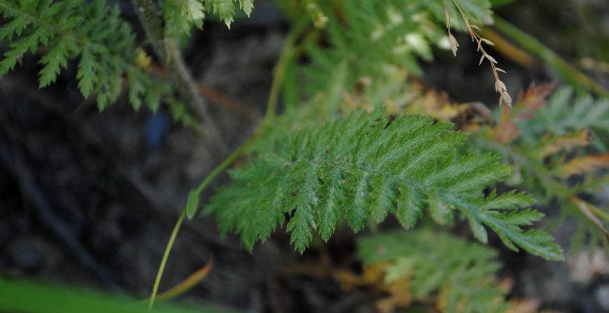 Achillea roseoalba / Millefoglio bianco-roseo