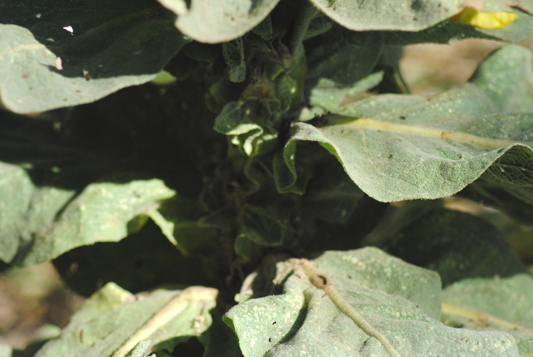 Verbascum densiflorum (Lamiales - Scrophulariaceae)