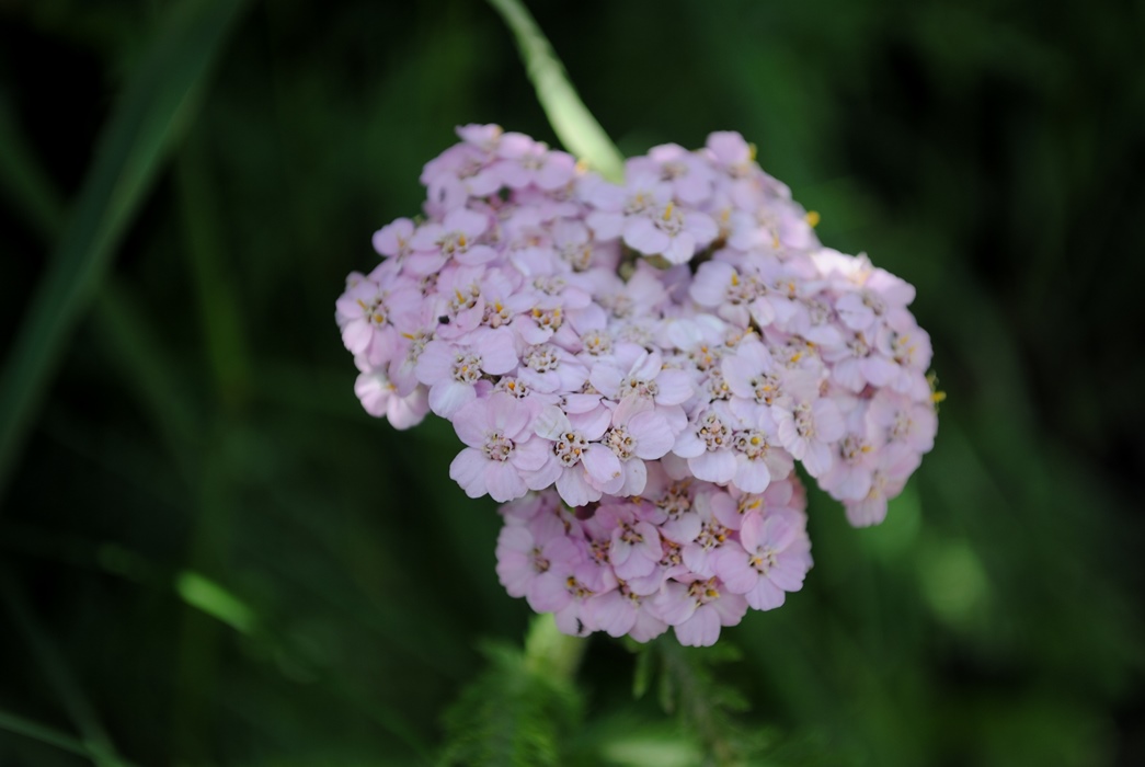 Achillea roseoalba / Millefoglio bianco-roseo