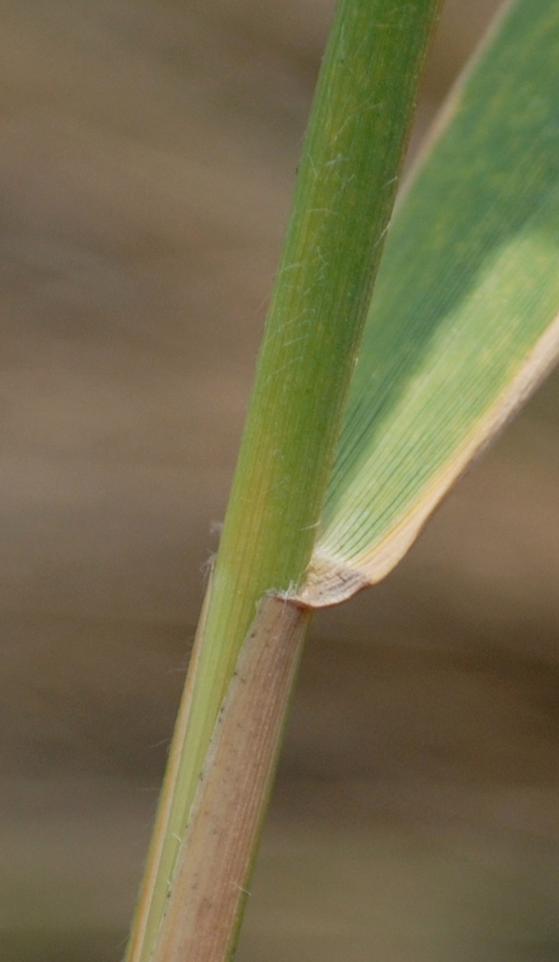 Canna palustre - cfr. Phragmites australis