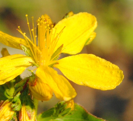 Hypericum perfoliatum