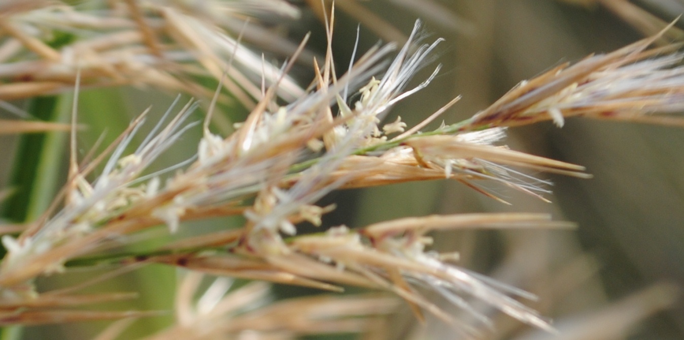 Canna palustre - cfr. Phragmites australis