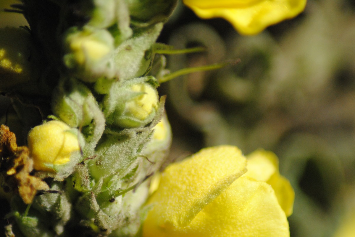Verbascum densiflorum (Lamiales - Scrophulariaceae)
