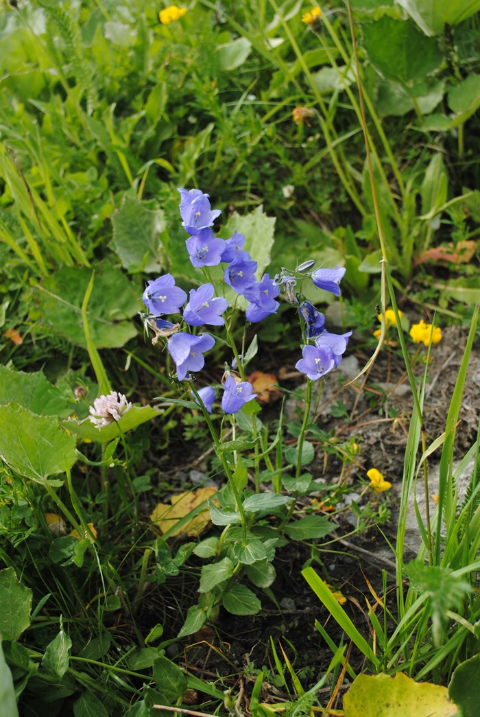 Campanula rhomboidalis / Campanula romboidale
