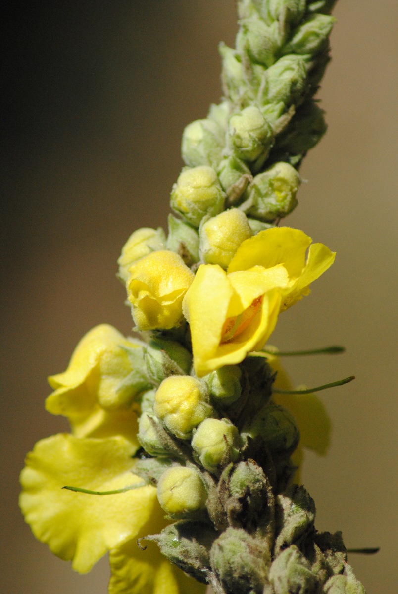Verbascum densiflorum (Lamiales - Scrophulariaceae)