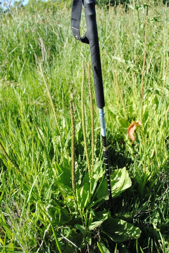 Plantago major