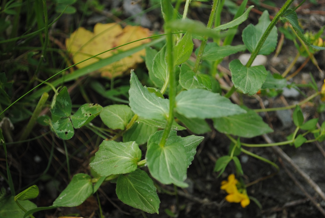 Campanula rhomboidalis / Campanula romboidale