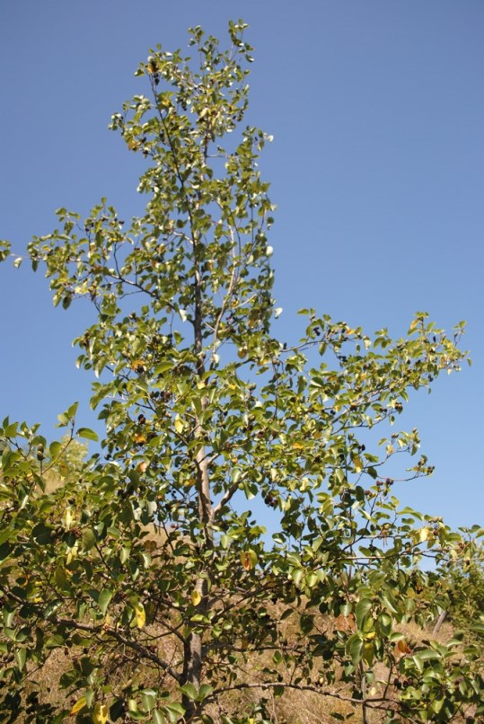 Alnus cordata / Ontano napoletano