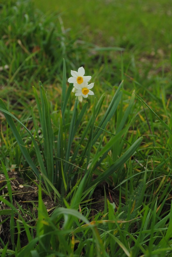 Narcissus tazetta