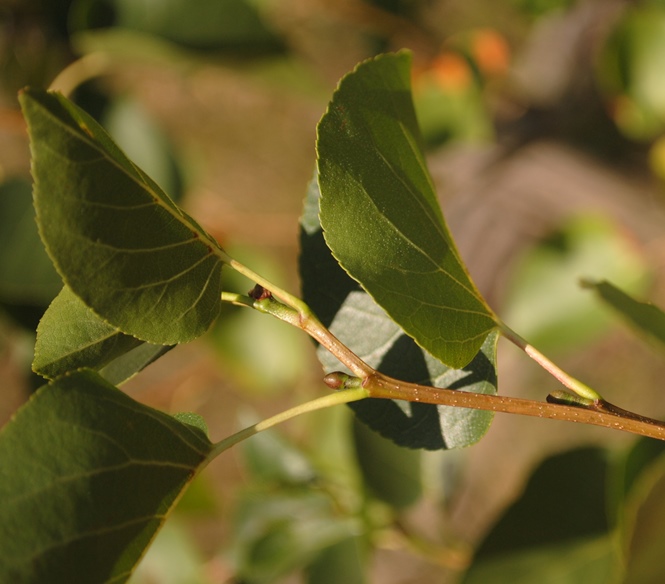 Alnus cordata / Ontano napoletano