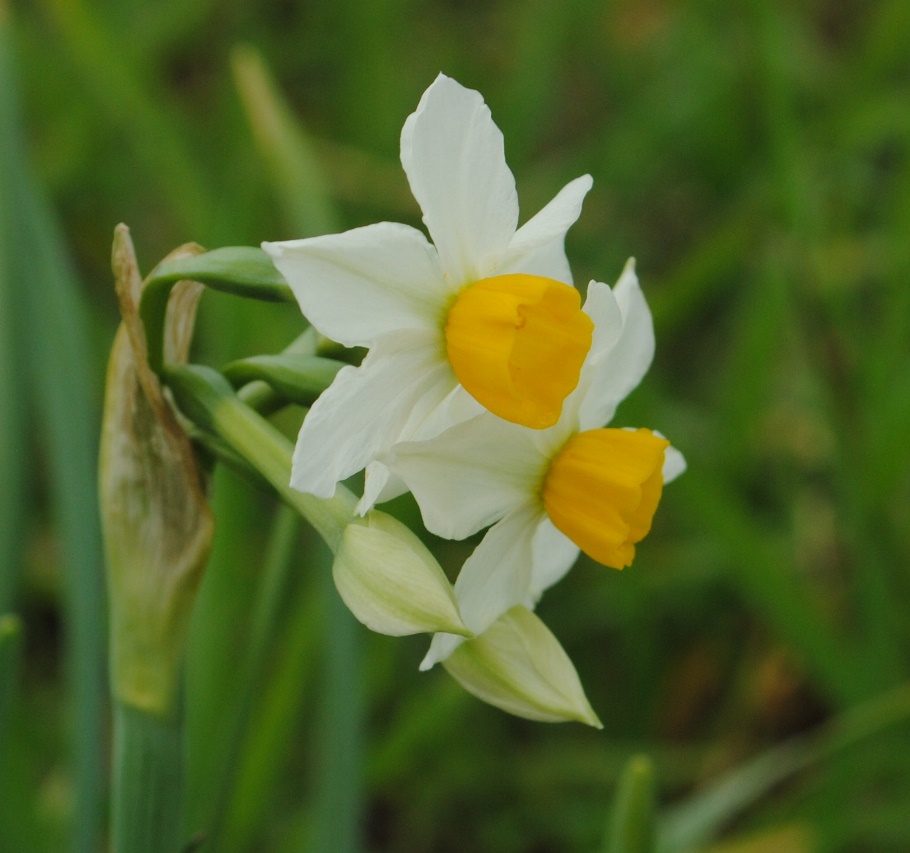 Narcissus tazetta