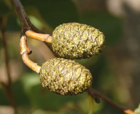 Alnus cordata / Ontano napoletano