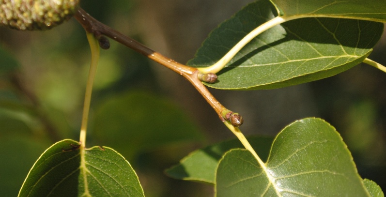 Alnus cordata / Ontano napoletano