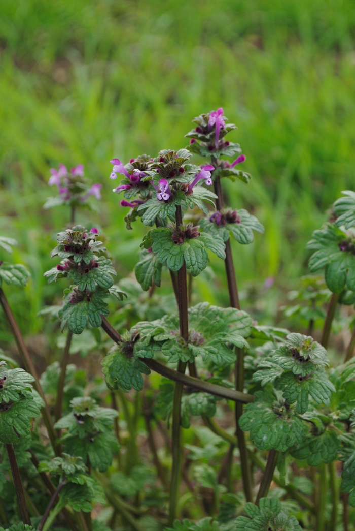 Lamium ampexicaule