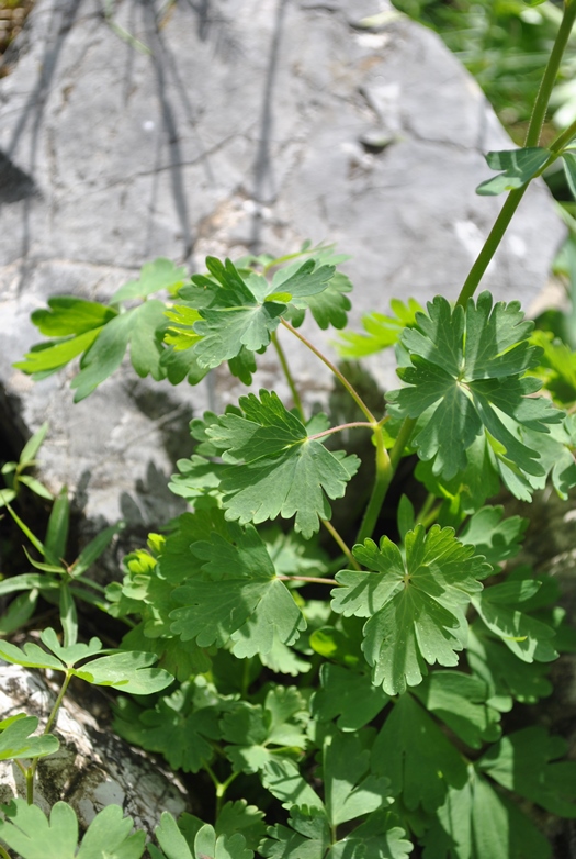 Alpi Francesi Maribel14 - Aquilegia cfr. alpina