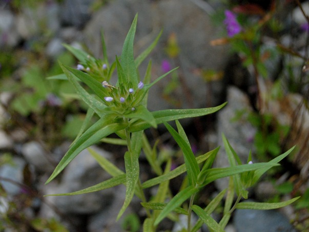 Collomia linearis / Collomia lineare