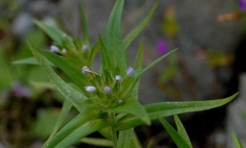 Collomia linearis / Collomia lineare