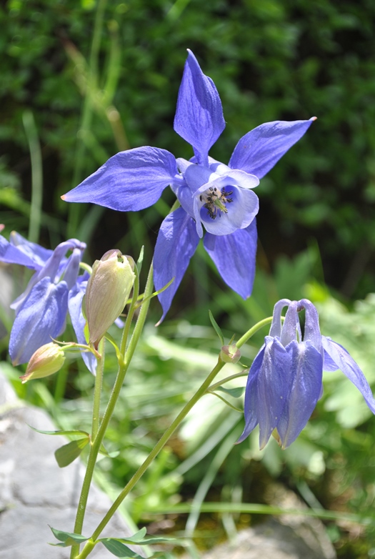 Alpi Francesi Maribel14 - Aquilegia cfr. alpina