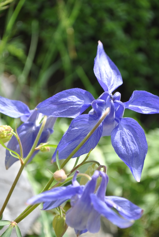 Alpi Francesi Maribel14 - Aquilegia cfr. alpina