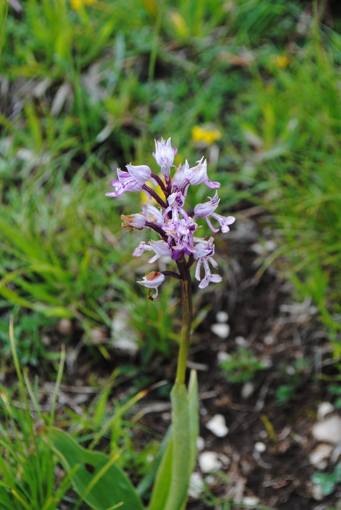 Orchis militaris?