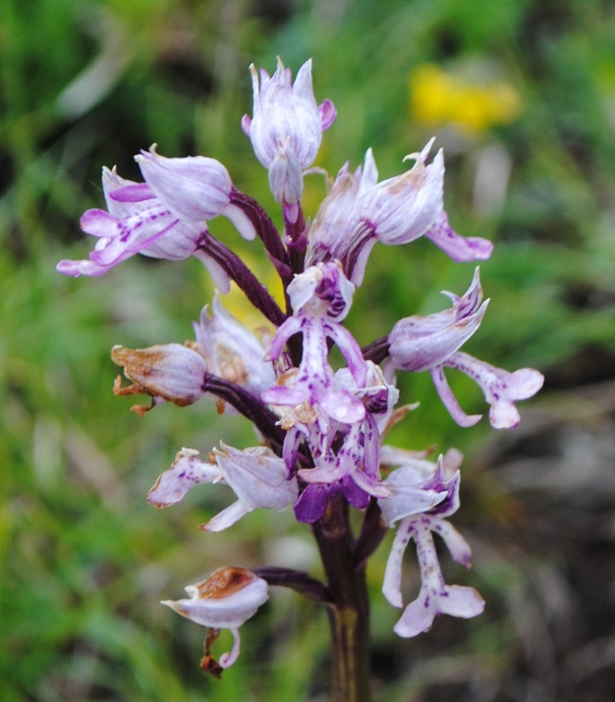 Orchis militaris?