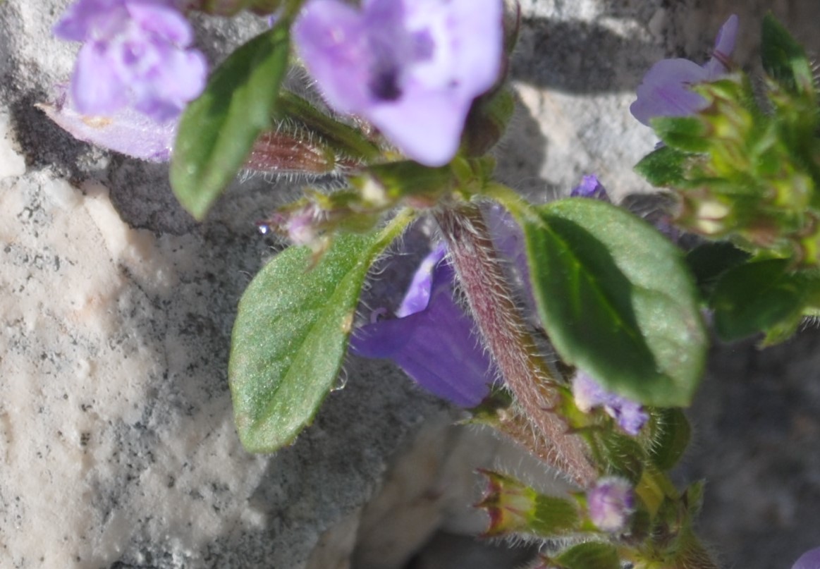 Clinopodium alpinum (=Acinos alpinus)
