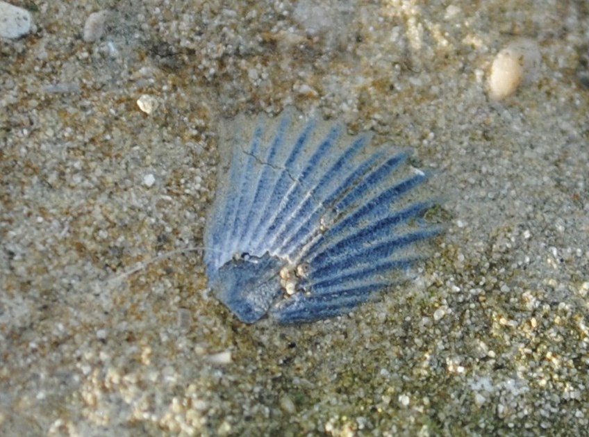 Fossili da determinare