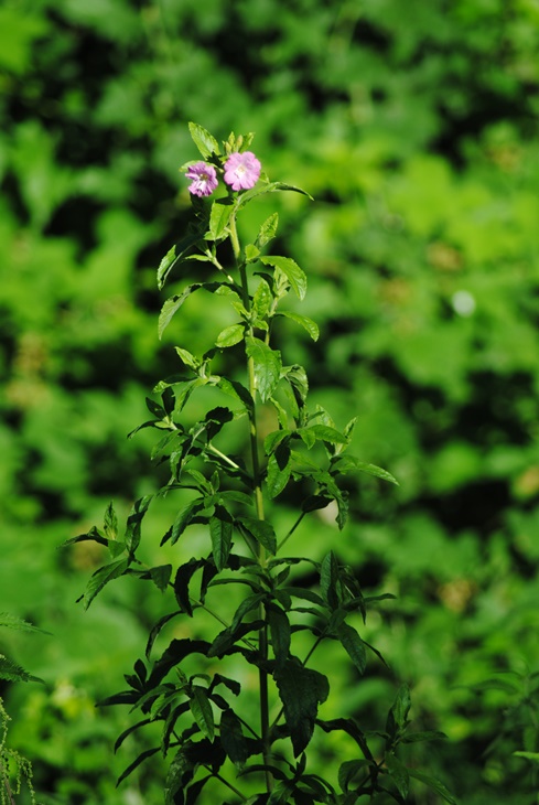 Epilobium hirsutum