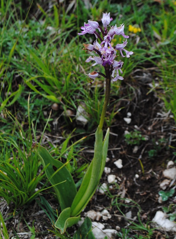 Orchis militaris?