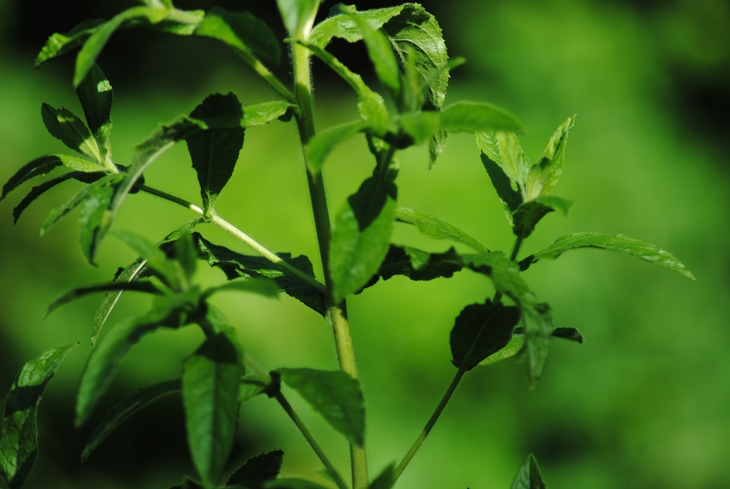 Epilobium hirsutum