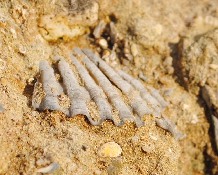 Fossili da determinare