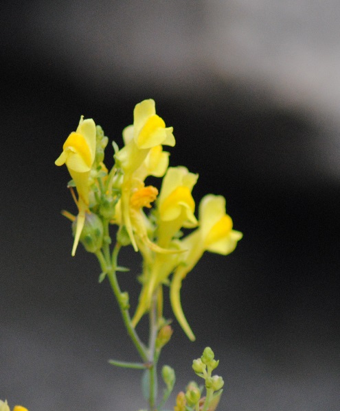 Linaria angustissima / Linajola italica