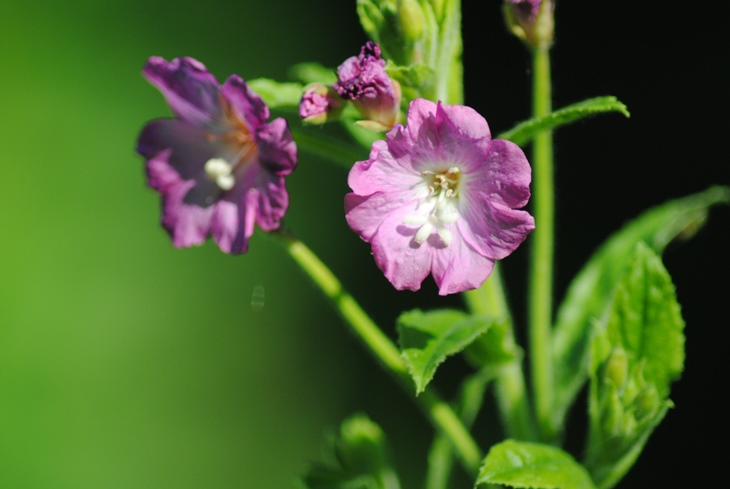 Epilobium hirsutum