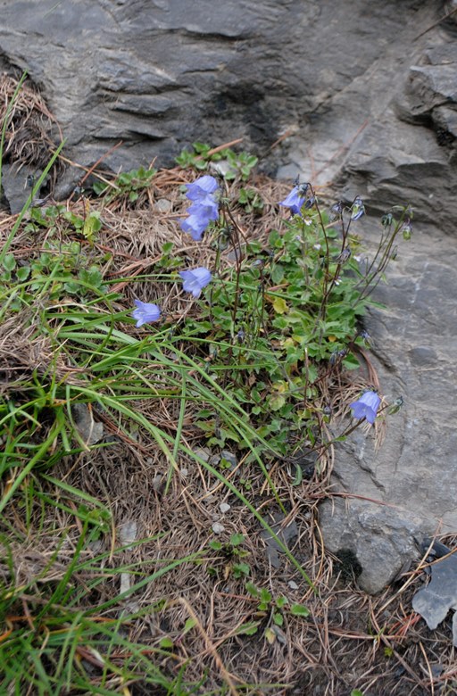 Campanula cochleariifolia / Campanula a foglie di coclearia