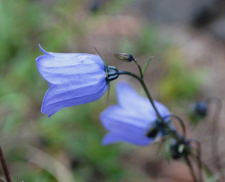Campanula cochleariifolia / Campanula a foglie di coclearia
