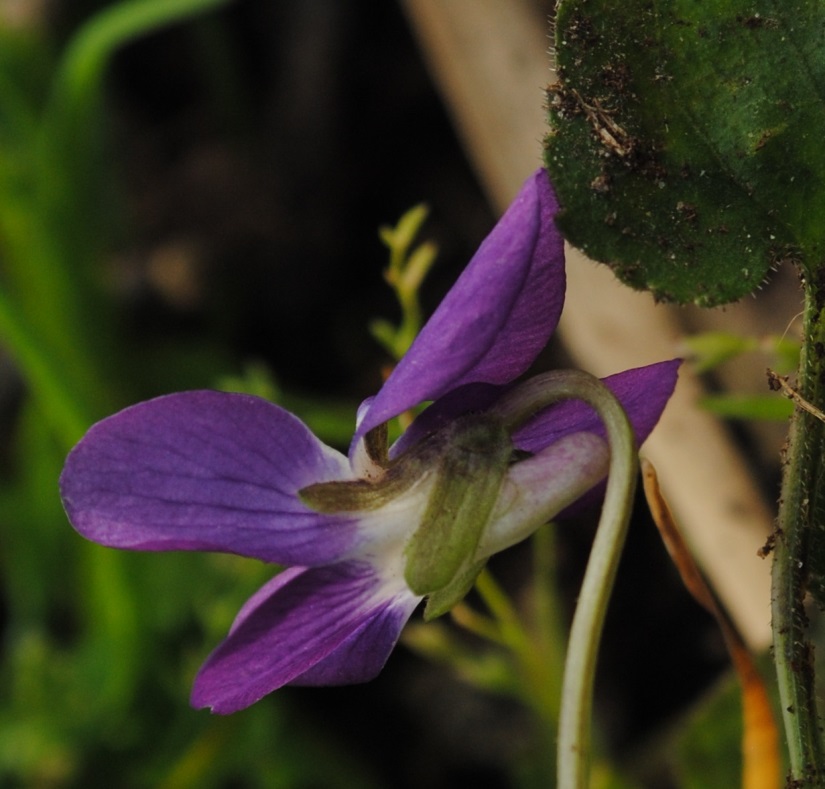 Viola? si, Viola alba