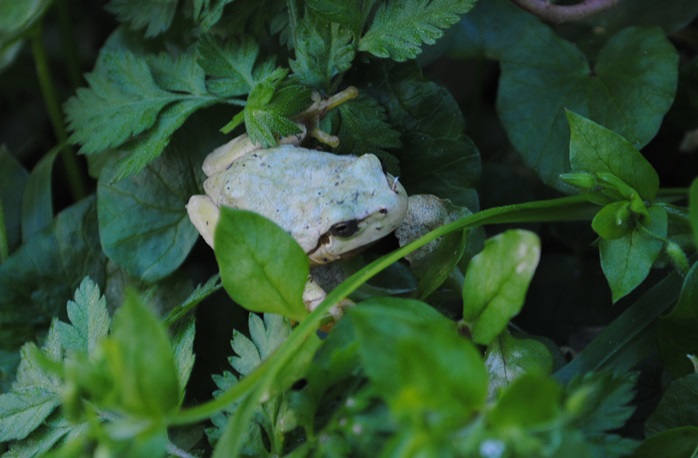 Piccola rana - Hyla intermedia