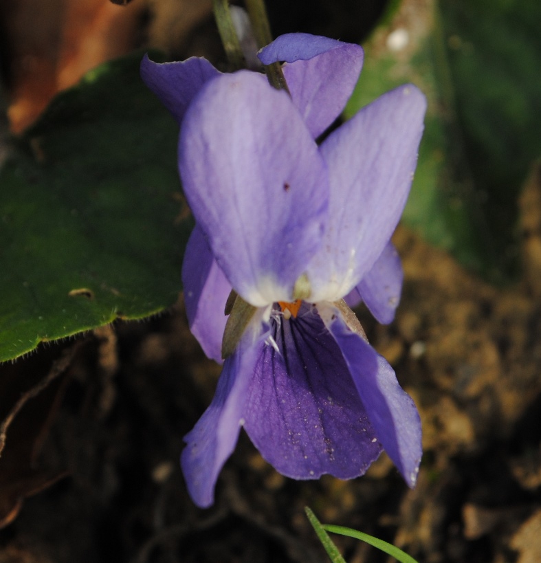 Viola? si, Viola alba