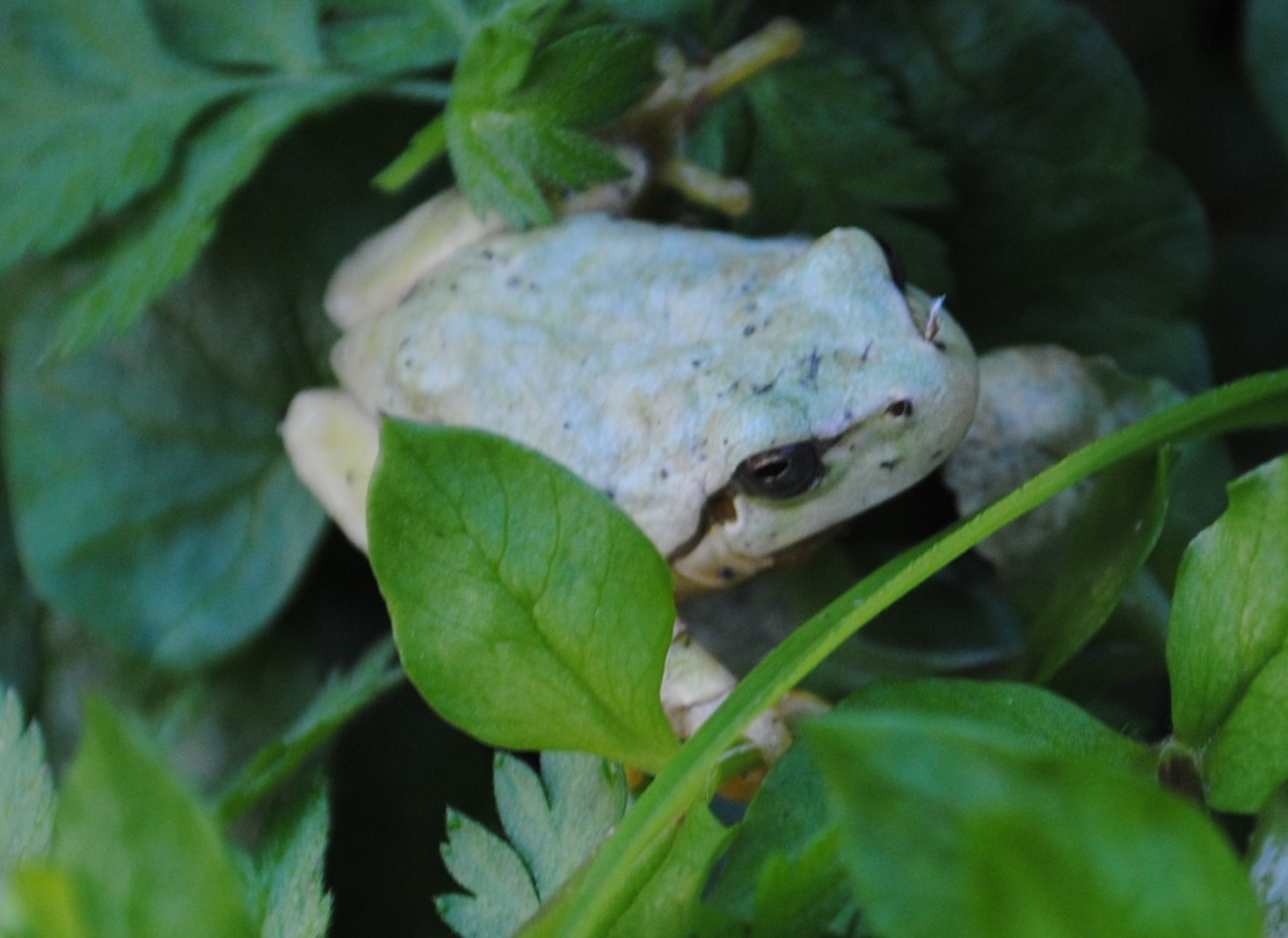 Piccola rana - Hyla intermedia