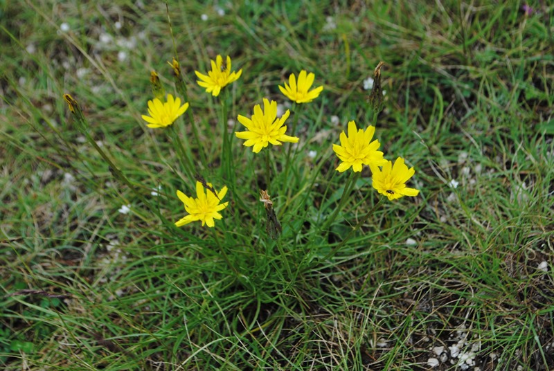Scorzonera cana (=Podospermum canum) / Scorzanera delle argille